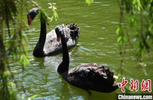 中国深圳野生动物禁食条例征求意见