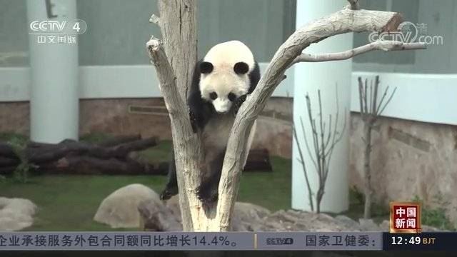 中东地区迎来的首对大熊猫 