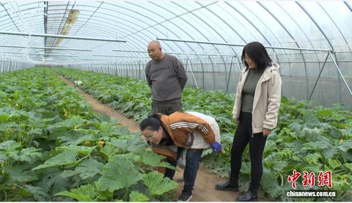 山西祁县:田间地头送技术 护航“菜篮子”稳产保供