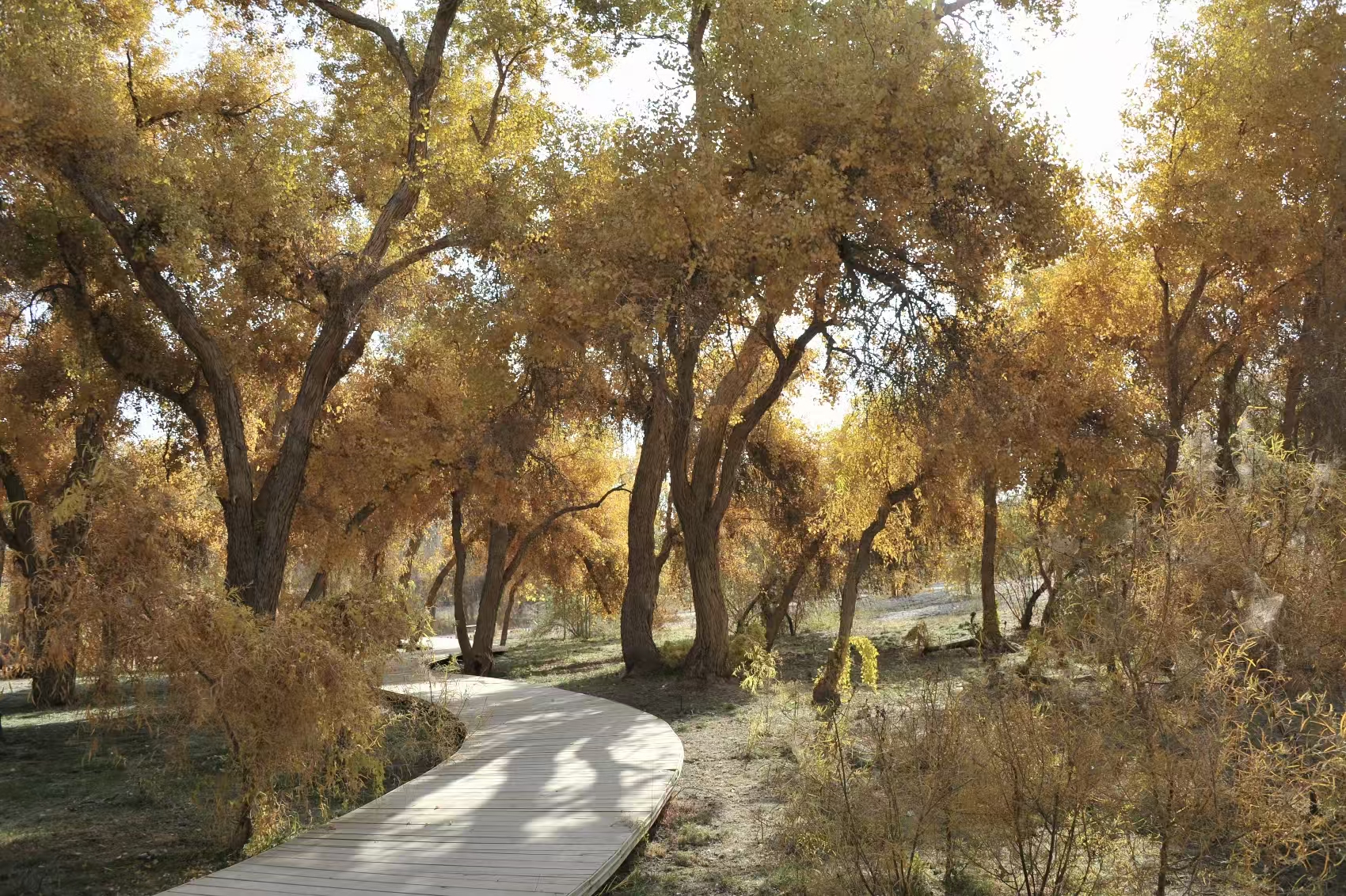 千年胡杨的精神