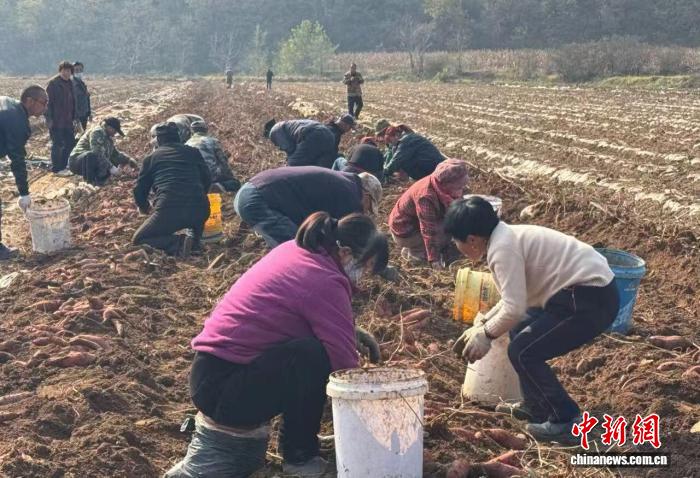 山西长治潞城区：红薯“链”动增收 助力乡村发展