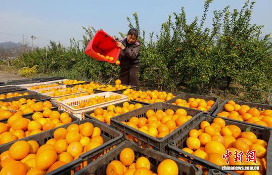 贵州江口：沃柑喜获丰收