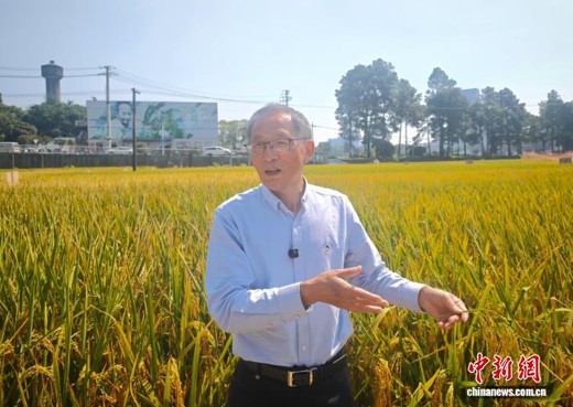 China advances local hybrid rice seed production overseas